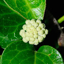Ivy, hiedra