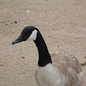 Canada Goose