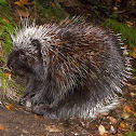 North American Porcupine