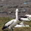 Australian Pelican