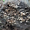 Conifer base polypore