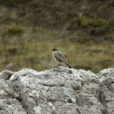 Dark-faced Ground Tyrant