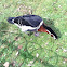 Red-breasted goose