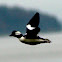 Bufflehead