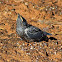 Female White-browed Woodswallow  