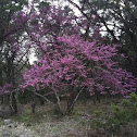 Texas Redbud