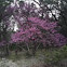 Texas Redbud