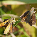 Sachem skipper butterfly