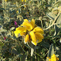 Jerusalem sage (Ασφάκα)