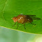 Lauxanid Fly
