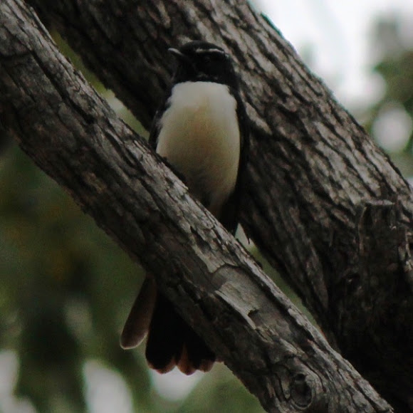Spotting Image 1