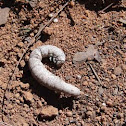 Unknown Caterpillar