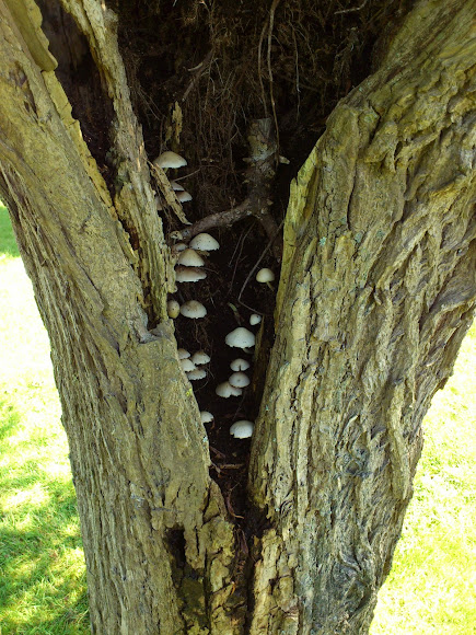 Spotting Image 1