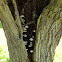 Pale Brittlestem/Bleke franjehoed