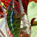 chameleon 