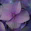 Hydrangea