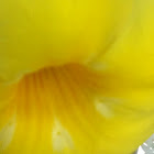 Canary Flower