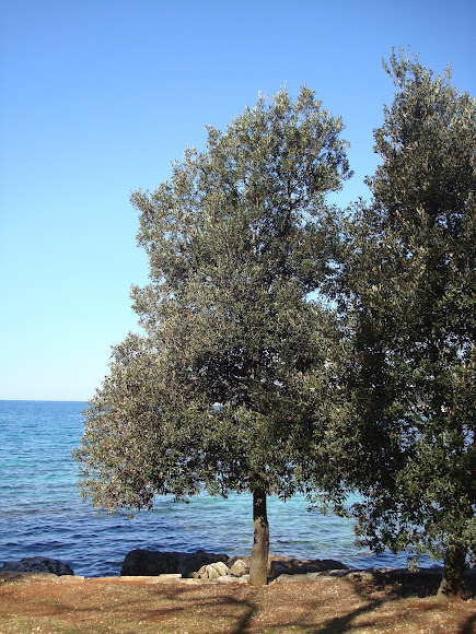Holm Oak / Hrast crnika | Project Noah