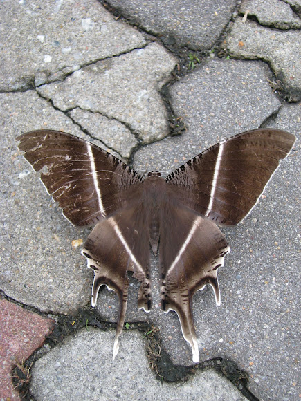 Spotting Image 1