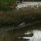 Great blue heron