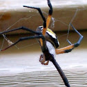 Writing spider or garden spider
