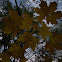 Norway Maple