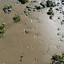 seagull prints