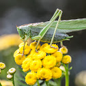 Great Green Bush-Cricket, Pasikonik