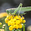 Great Green Bush-Cricket, Pasikonik