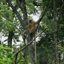 Golden Langur