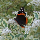 Red Admiral Butterfly