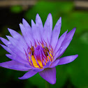Blue-water Lily