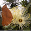 Orange Dead Leaf