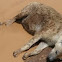 Spotted Hyaena