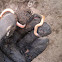 Plains Black-headed Snake