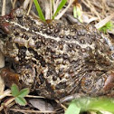 Toad