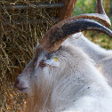 Dansk Landrace Ged