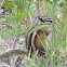 Least chipmunk