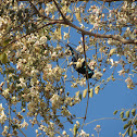 Purple Sunbird