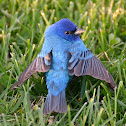 Indigo bunting