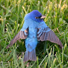 Indigo bunting