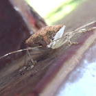 Shield Bug