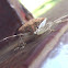 Shield Bug
