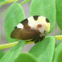 Membracis Treehopper