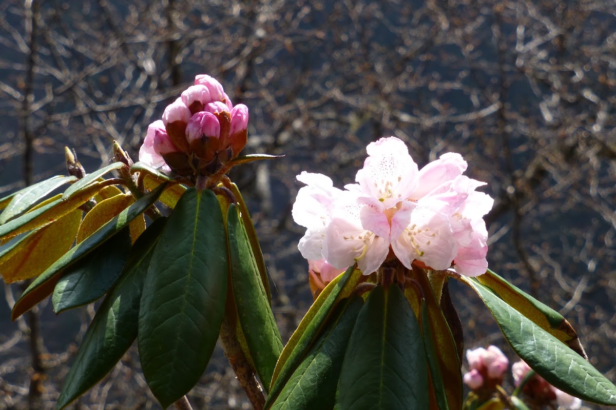 Rhododendron-HuangLong 黃龍-杜鵑