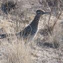 Greater Roadrunner