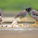 Red-whiskered Bulbul