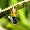 Lynx Spider