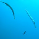 Trumpetfish