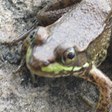 Northern Green Frog
